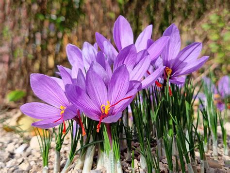 Crocus and Hermes: Love, Tragedy, and the Saffron Flower.